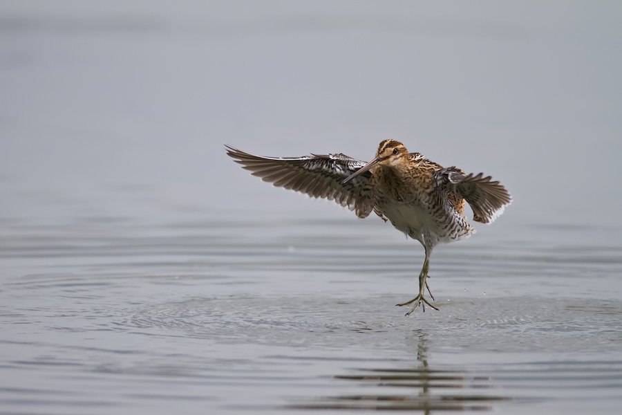 Bekassine (Gallinago gallinago)