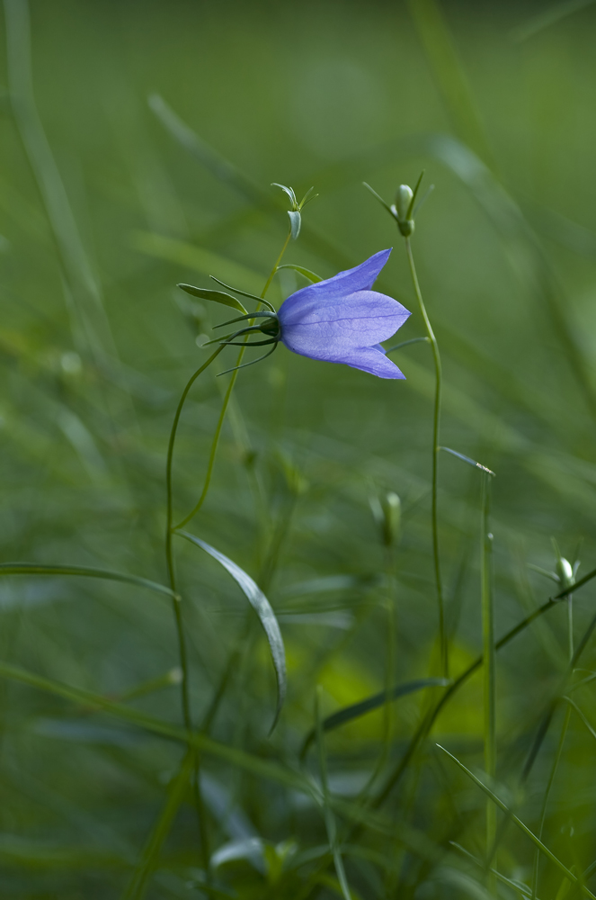 Rundblättrige Glockenblume