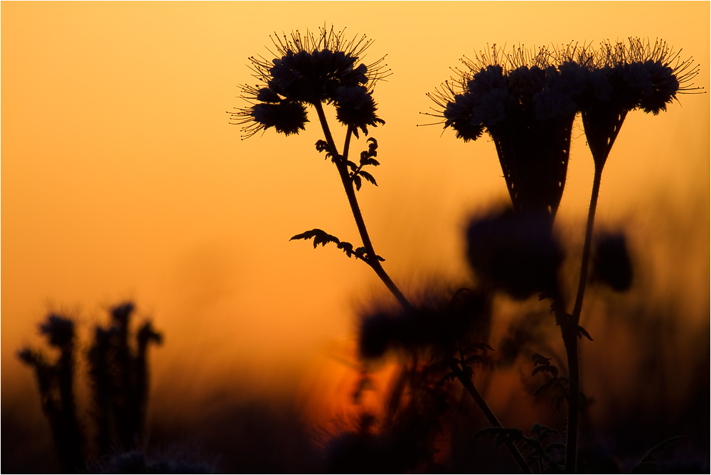 Phacelia