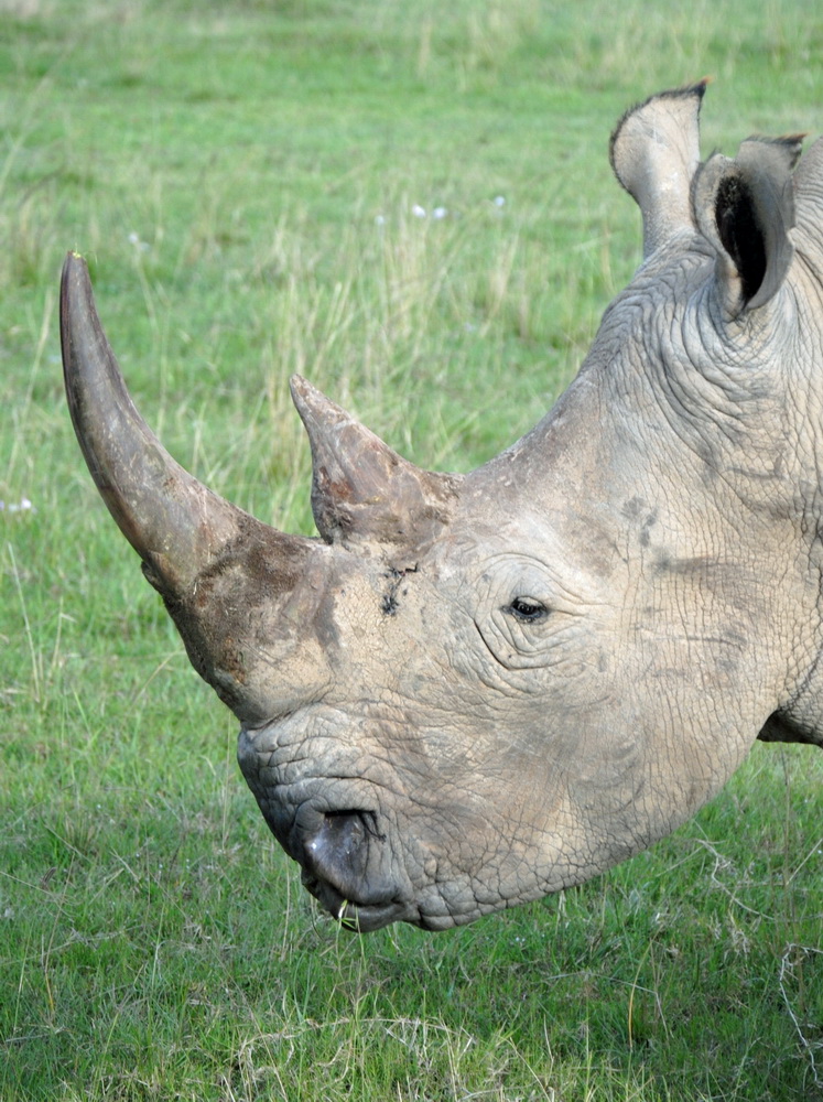Rhino