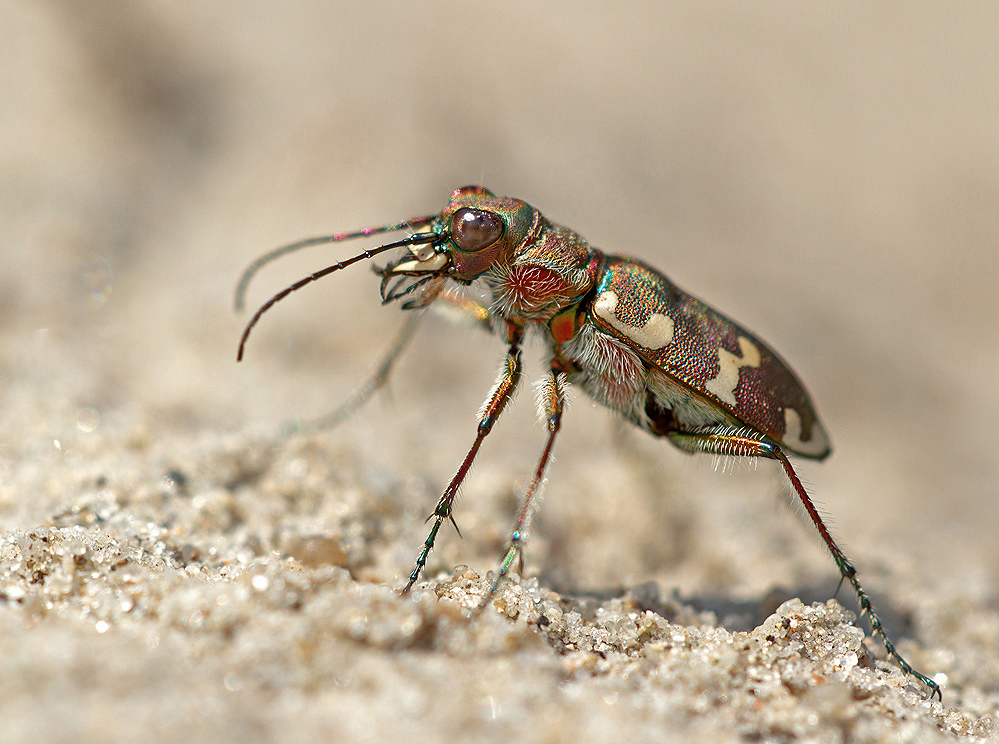 Augen jetzt "überm Sand"...