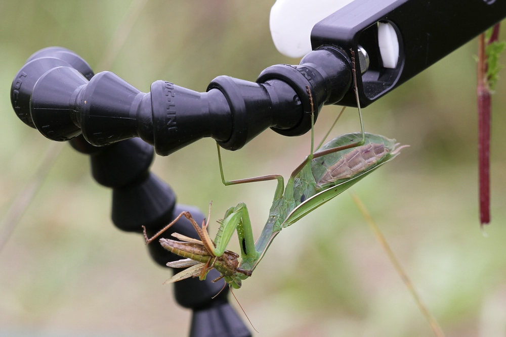 Wie fixiert man Mantis religiosa?