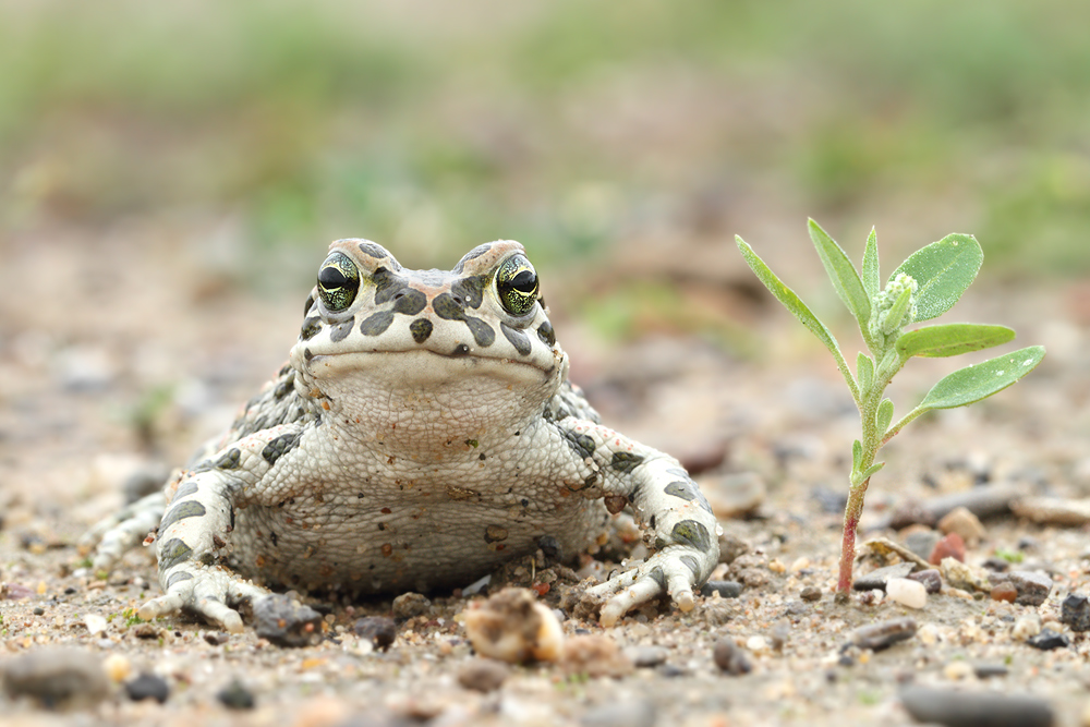 ;-bufo militaris;-