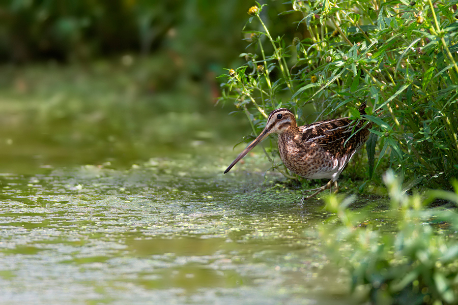 Bekassine (Gallinago gallinago)