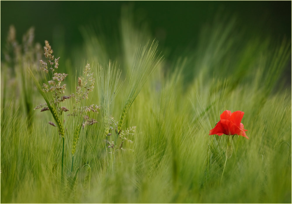 Ein Mohn im Gerstenfeld