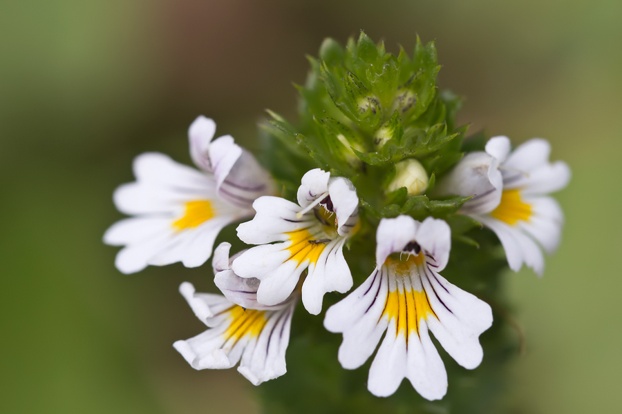 Wiesen-Augentrost (Euphrasia rostkoviana)