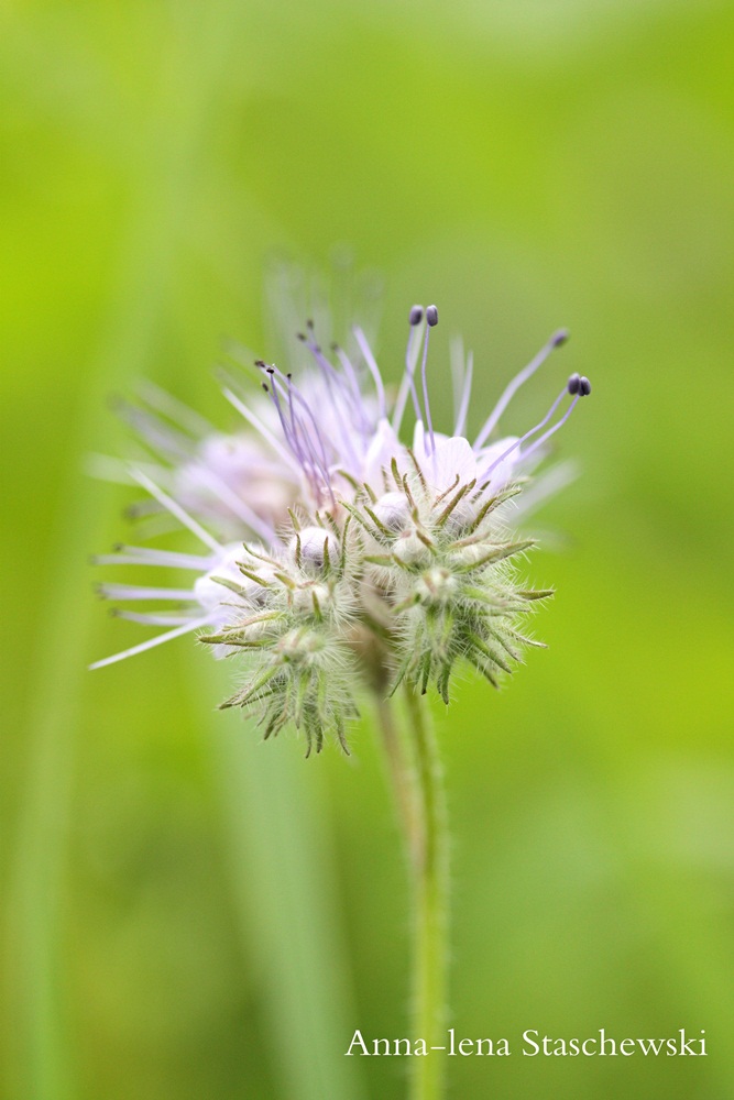 Blümchen