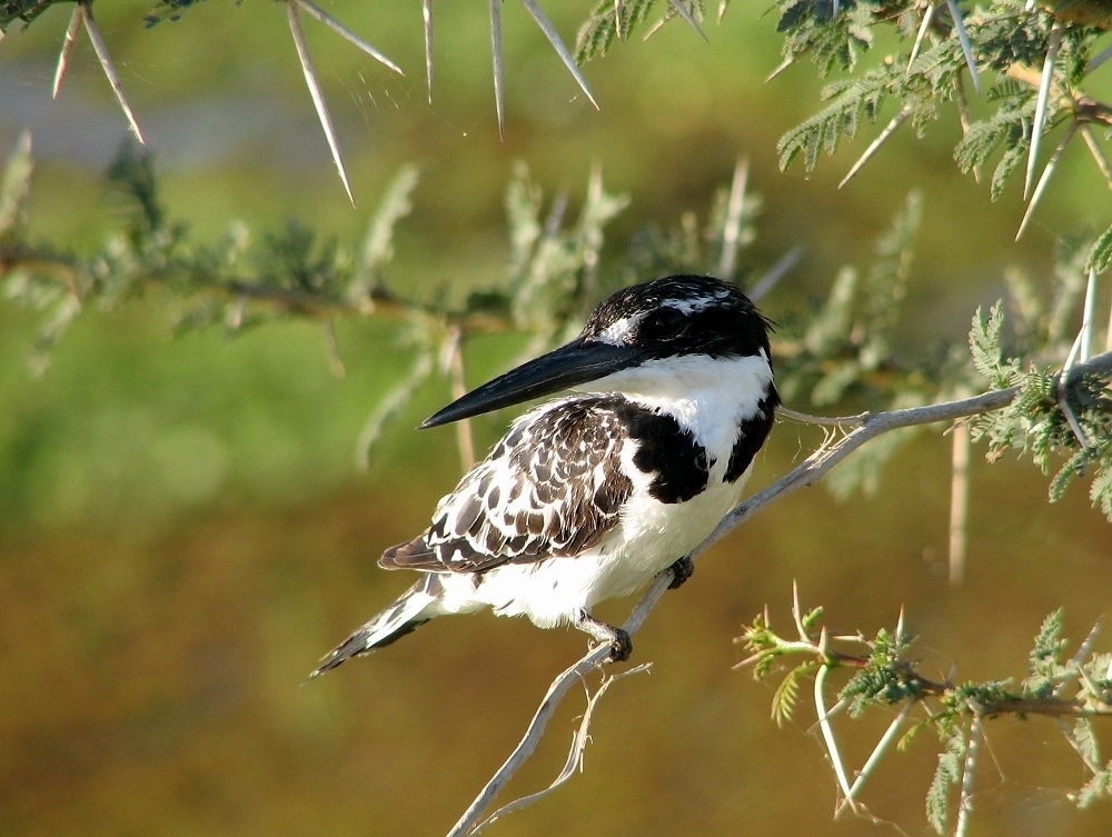 Pied Kingfisher (Ceryle rudis)