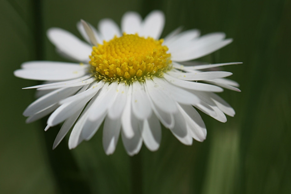 Gänseblümchen 2