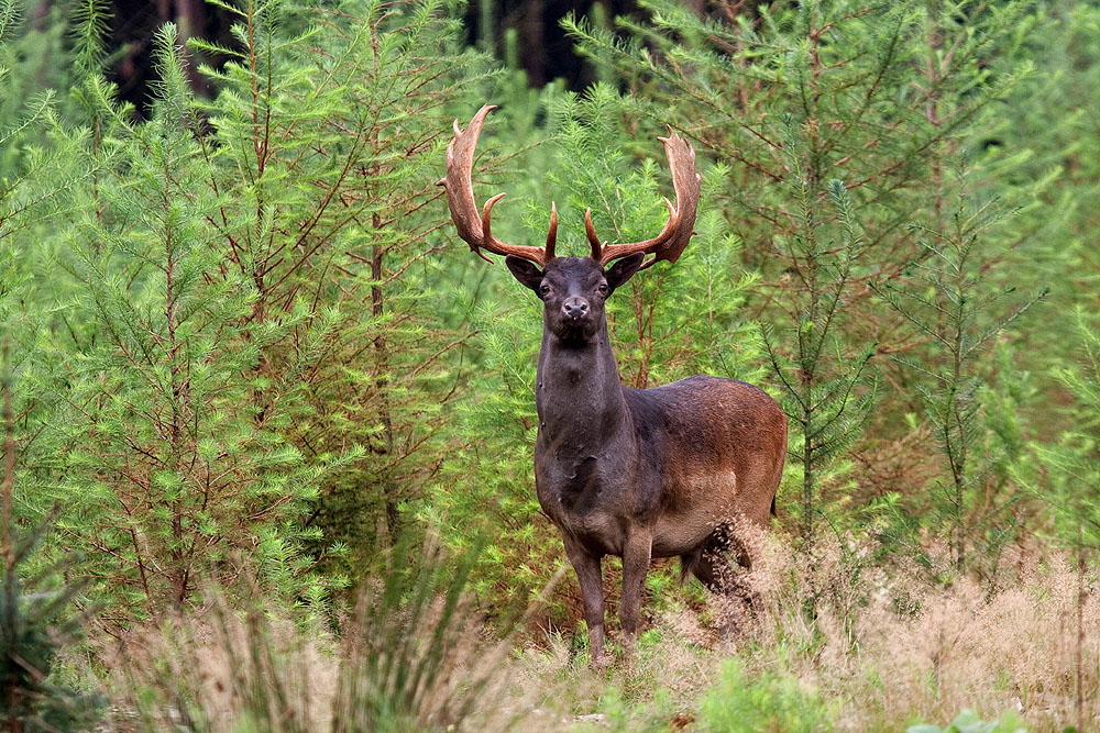 Damhirsch