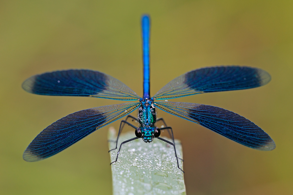 Blue wings