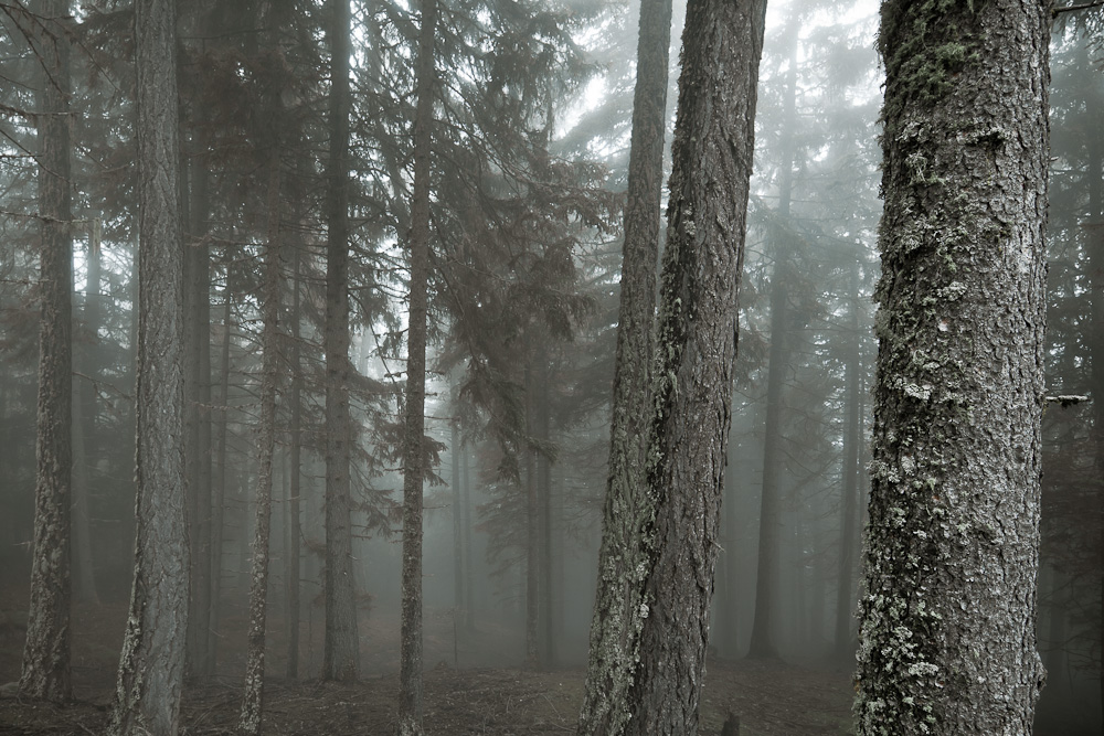 Südtiroler Nebelwald