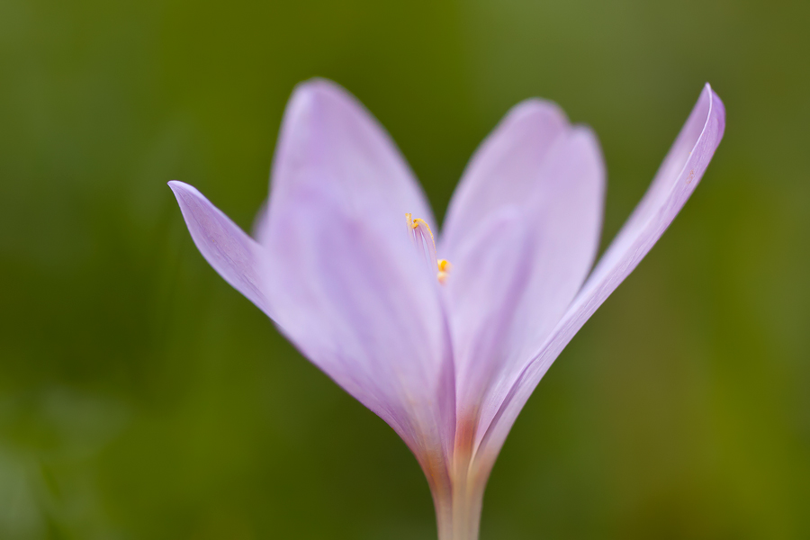 Herbst-Zeitlose (Colchicum autumnale)