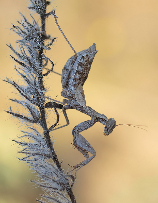 Fangschrecke (Ameles spallanzania)