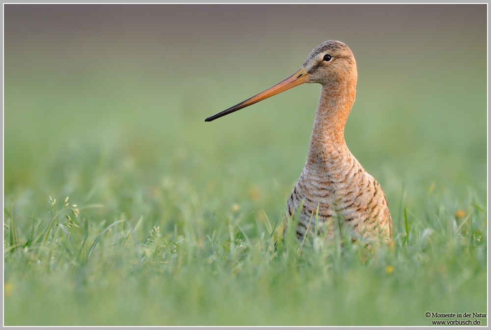 Uferschnepfe (Limosa limosa)