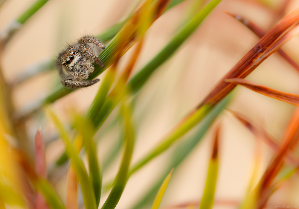 Springspinne im Nadelwald