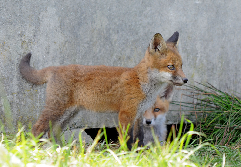 junger fuchs