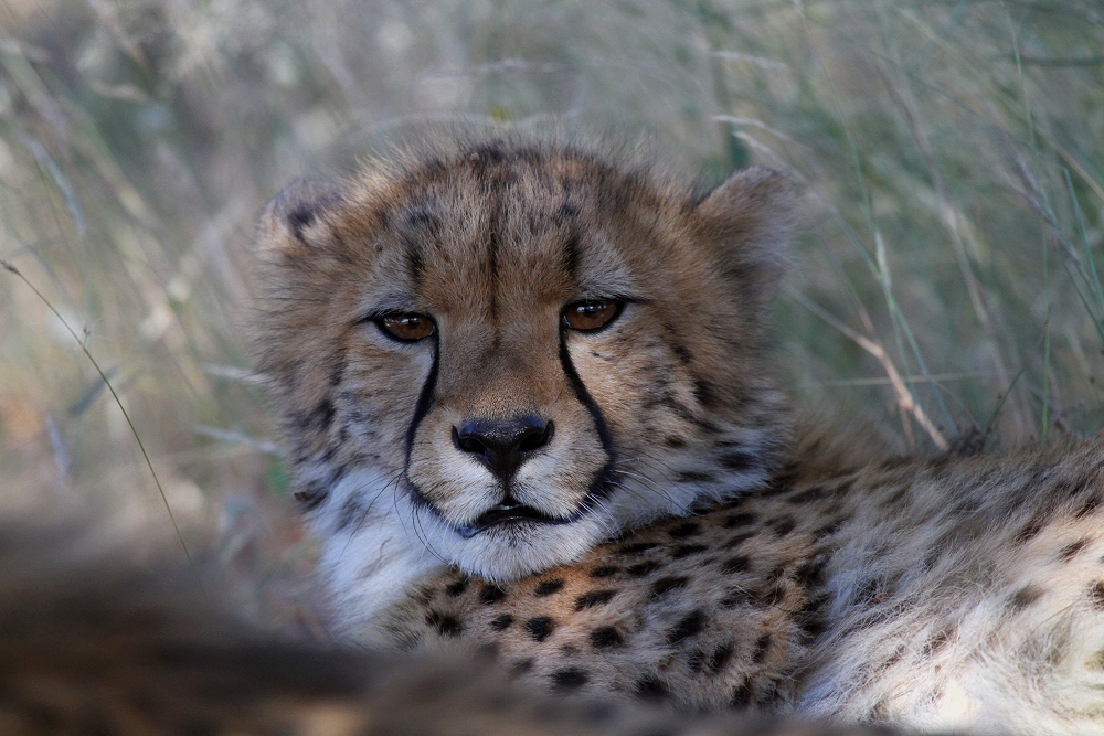 Young cheetah – junger Gepard – Central Kalahari Game Reserve - Botswana