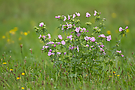 Wilde Malve (Malva sylvestris)