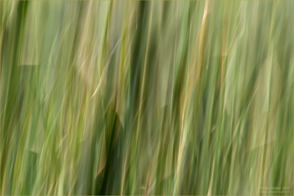 Schilfwischer