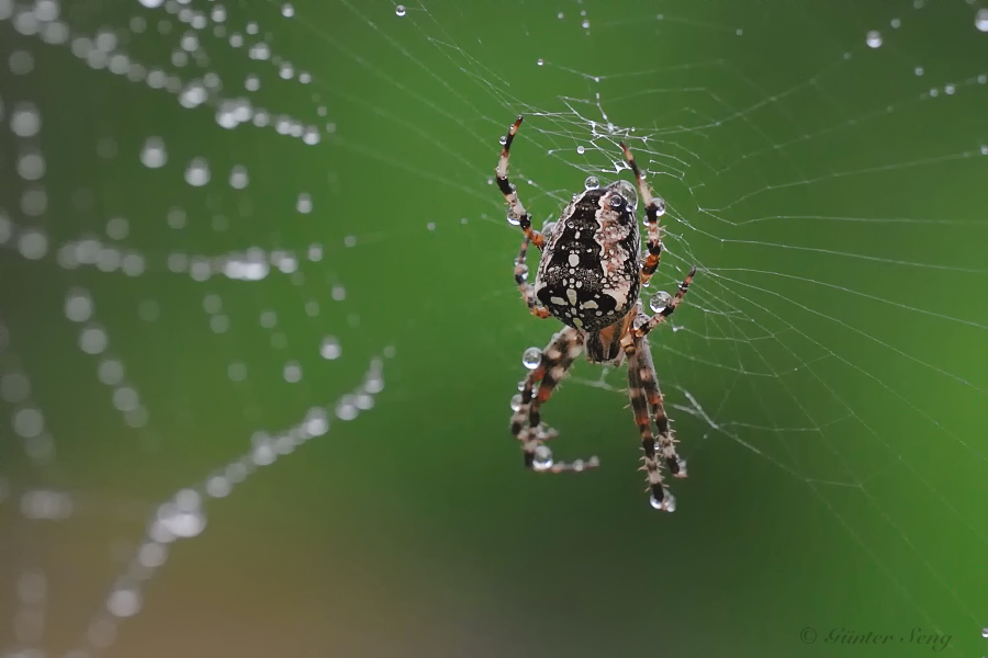 Kreuzspinne im Regen