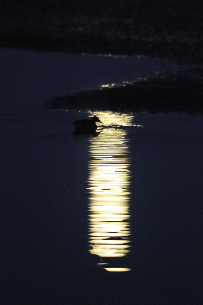 Krickente im Mondlicht
