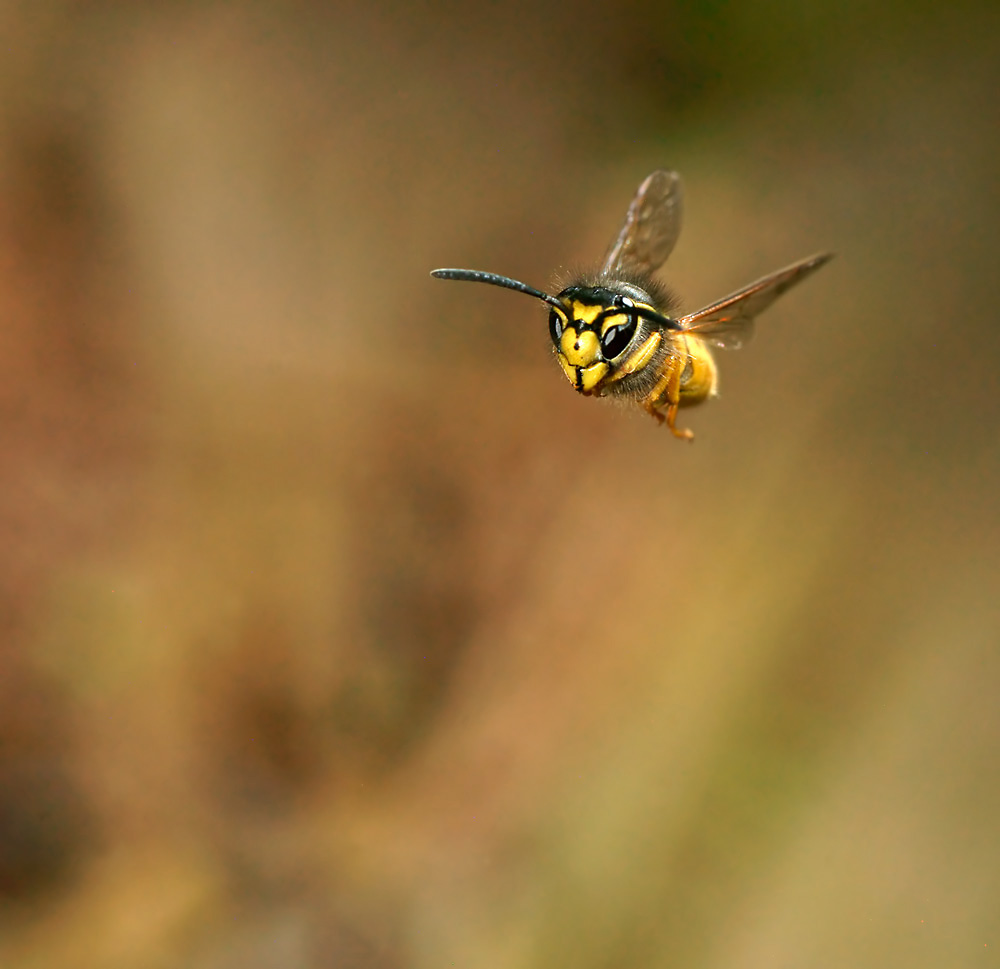 Vespula germanica