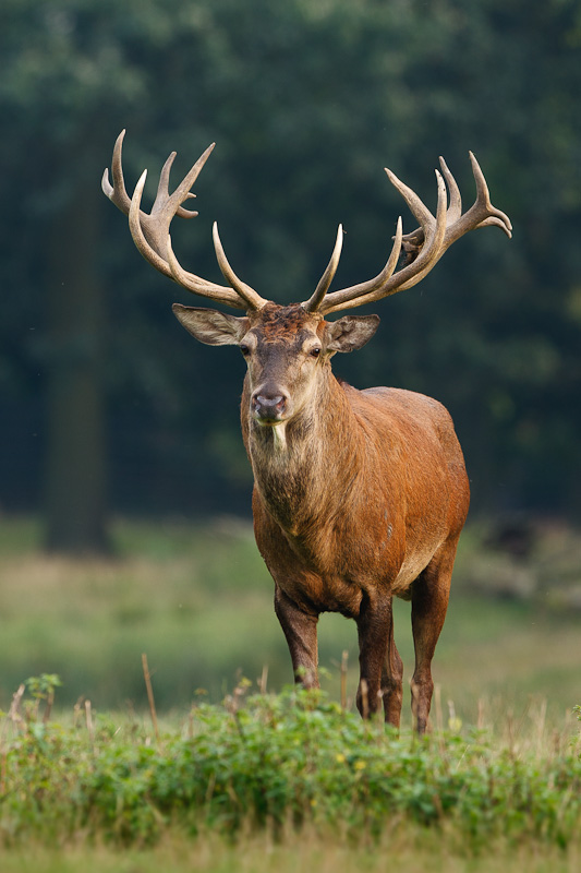 Rothirsch (Cervus elaphus)