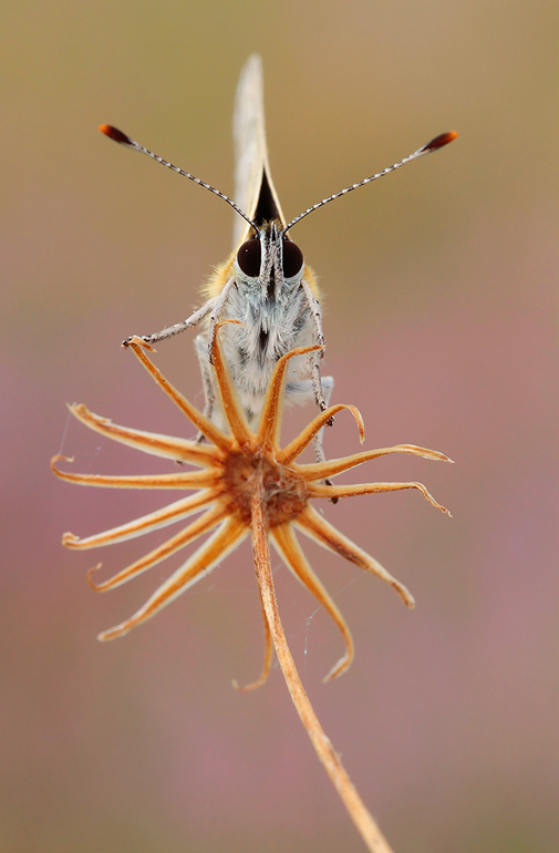 Lycaena tityrus frontal