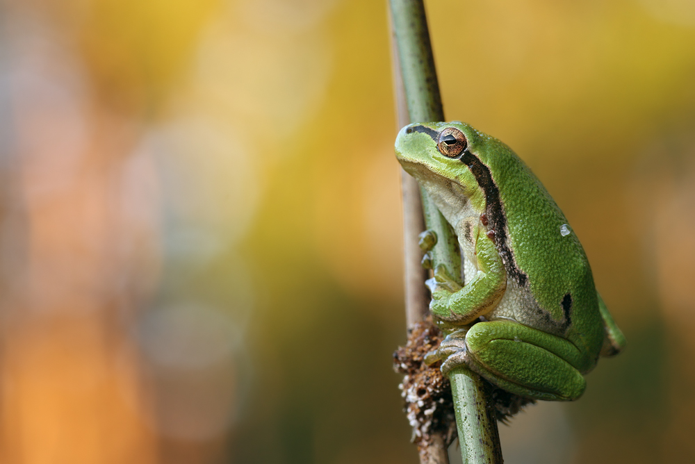 Europäischer Laubfrosch