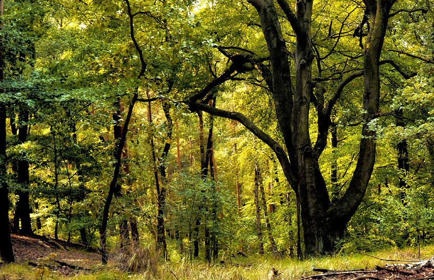 Ich kann`s nicht lassen : Sonnenschein im Wald