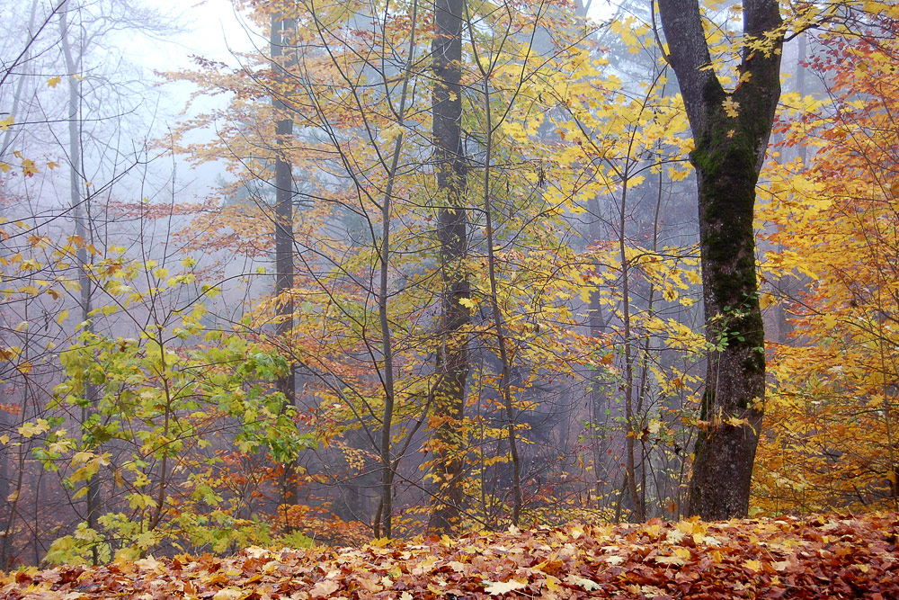 Herbstlich