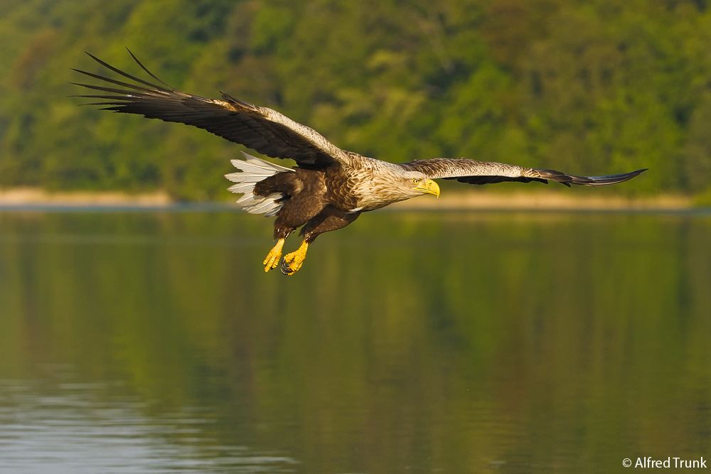 Seeadler im Anflug 2