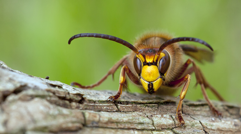 hornisse ( vespa crabro )