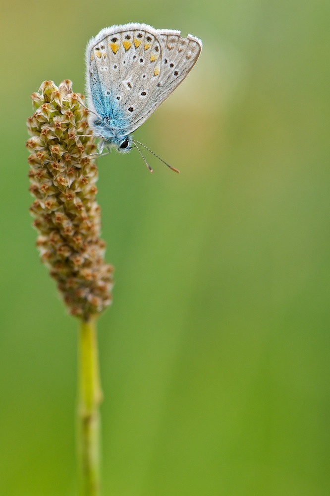 blue one
