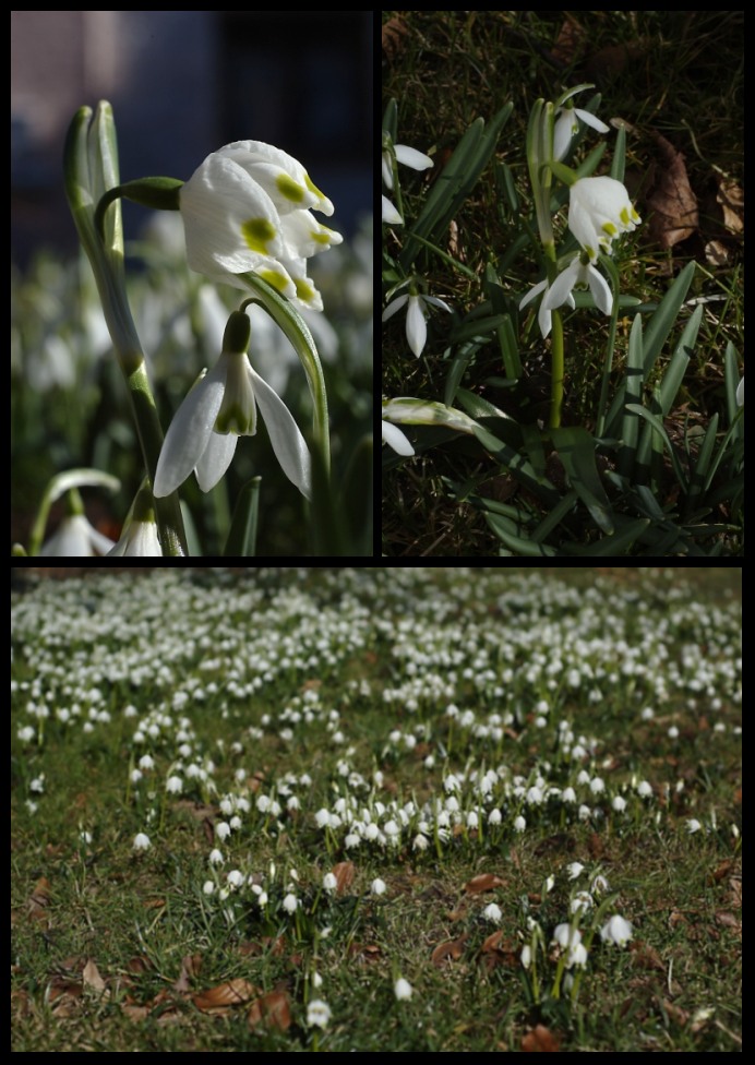 Schneegloeckerln und Maerzenbecher