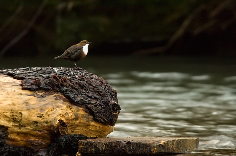 Wasseramsel [ND]
