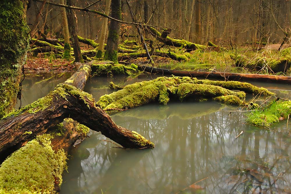 Waldlandschaft