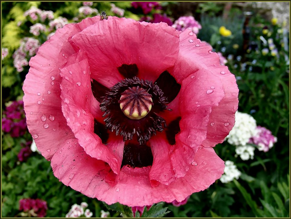 Mohnblume