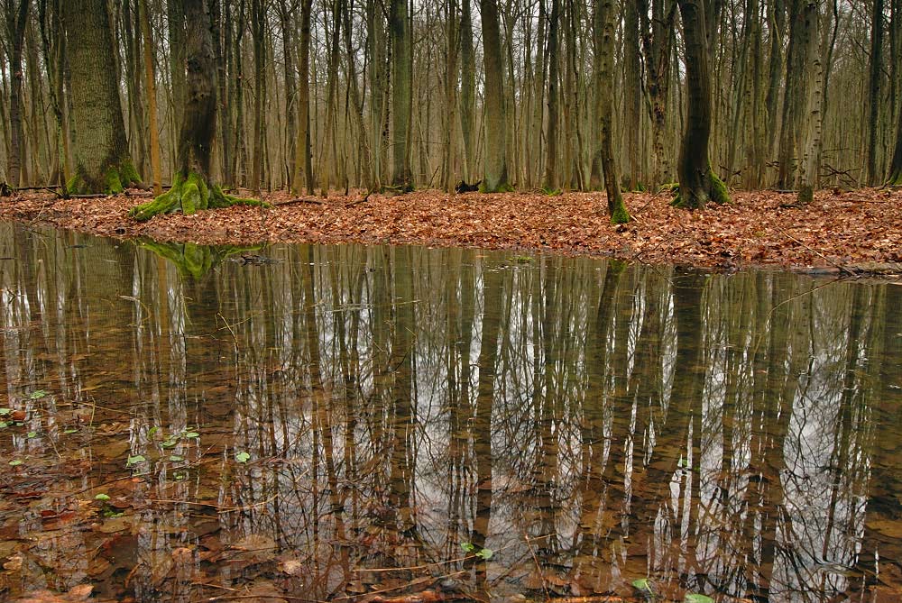 Wald nach dem Regen