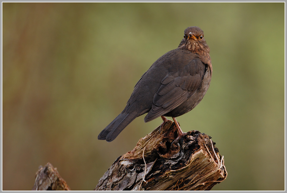 Amsel (Turdus merula)