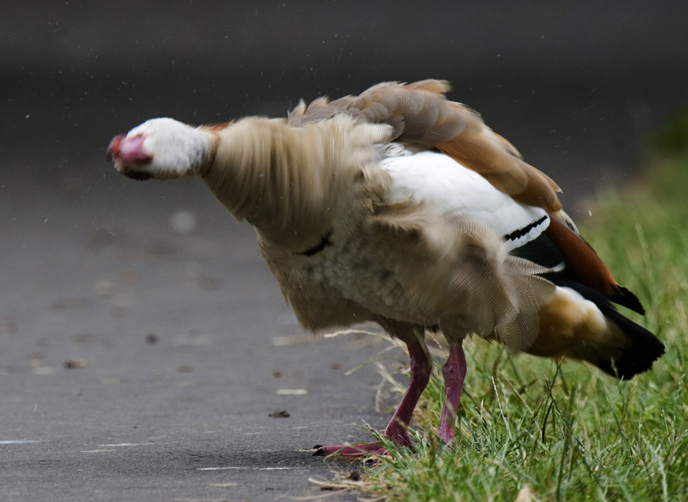 Nilgans schüttelt Dreck aus Gefieder ND
