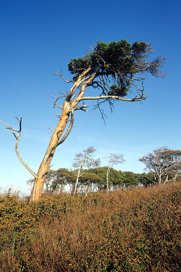 Windflüchter-Kiefer ND