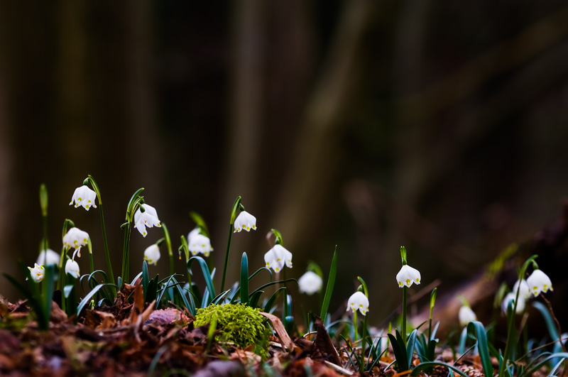 Leucojum vernum [ND]