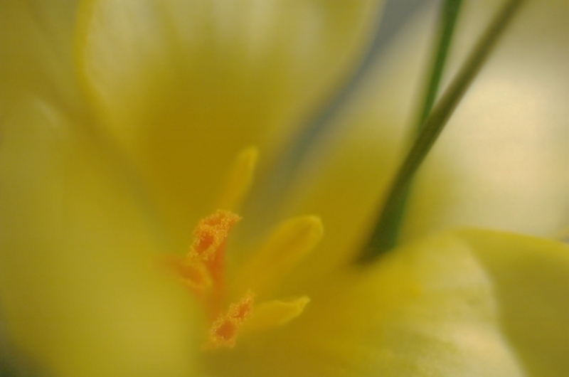 Krokus a la Feng Shui ;-)