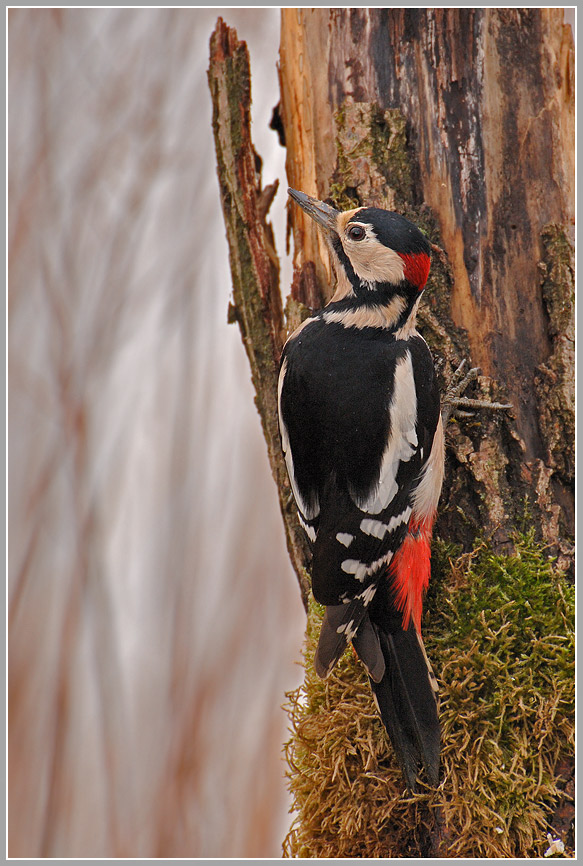 Buntspecht (Picoides major)