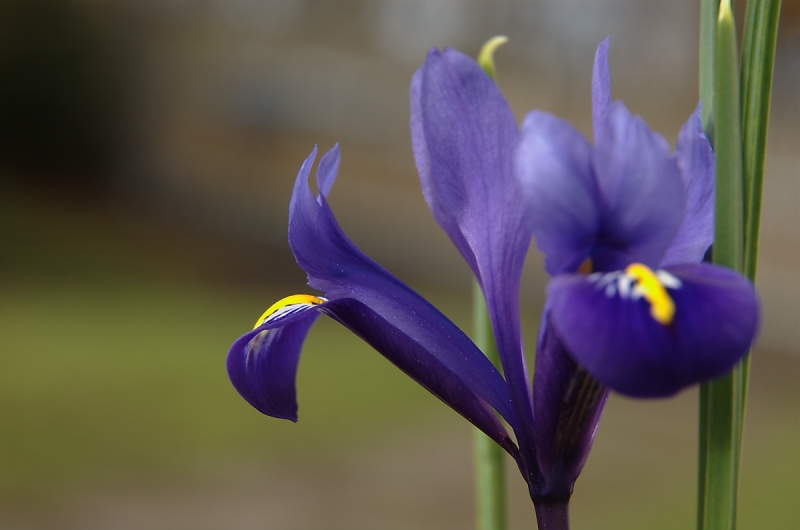 Iris ZO