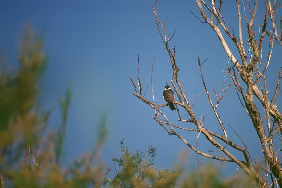 "Vogel auf Ast" - ND