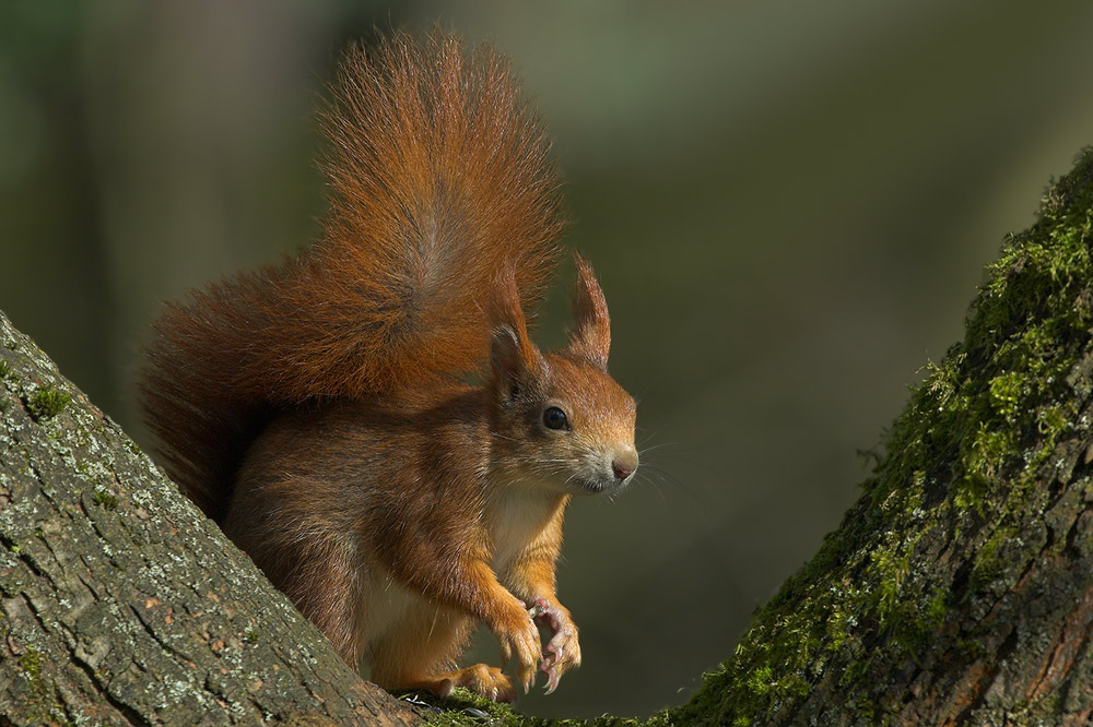 Eichhörnchen (KD)