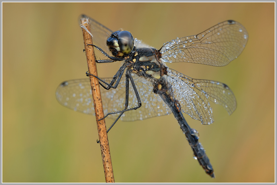 Schwarze Heidelibelle (Sympetrum danae)